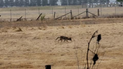 Friendly Neighborhood Coyote 🙂