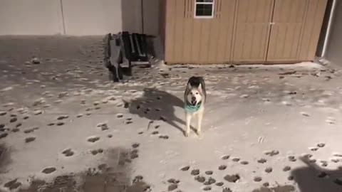 Husky's defiance makes mom mad