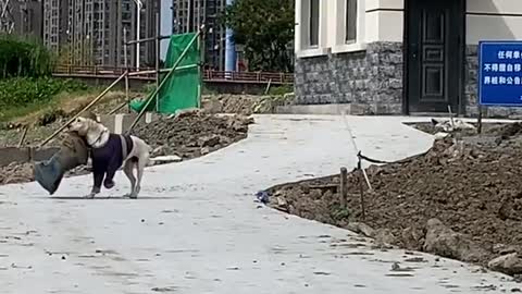 Hardworking dog!
