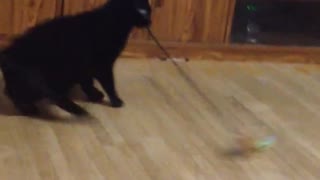 Hilarious cat gets dizzy from spinning in circles