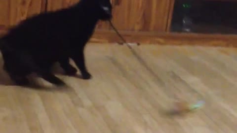 Hilarious cat gets dizzy from spinning in circles