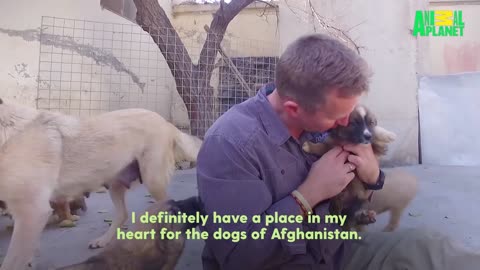 Soldier Finds Abandoned Puppies — And Knows What He Has To Do | Dodo Heroes Season 1