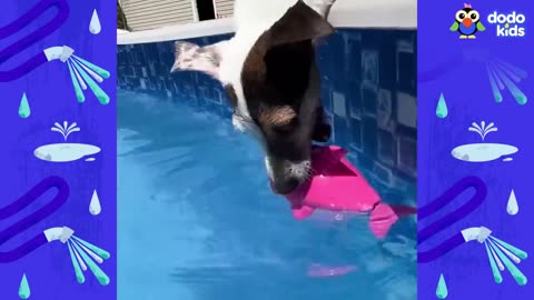 Splash Dog the pool & the oceans?