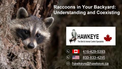 Raccoons in Your Backyard Understanding and Coexisting