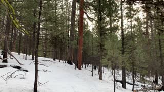 The Beauty & Bounty of Ochoco National Forest – Bandit Springs Sno-Park – 4K