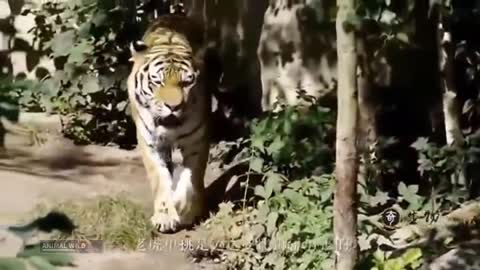 White Tiger VS Powerful Lion - Tigre Blanco VS Leon Quien Gana_