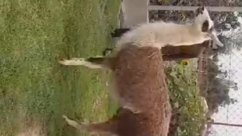 Best animal video