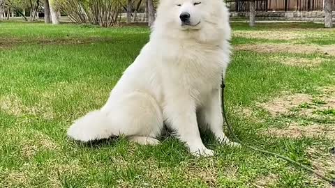 His ears can move. That's so cute, Samoyed