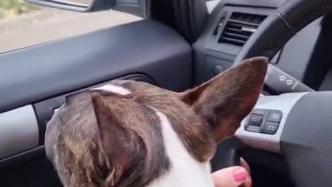 как правильно возить собаку в машине / бультерьер / bullterrier
