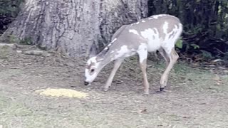 Piebald whitetail deer