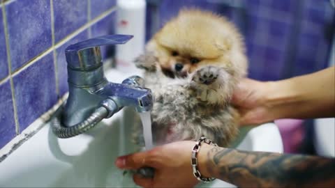 Puppy bath, doggy charm, puppy video ♥