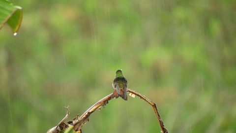 Beautiful birds