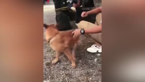 Cute versus A Dog 🐕🐈‍⬛