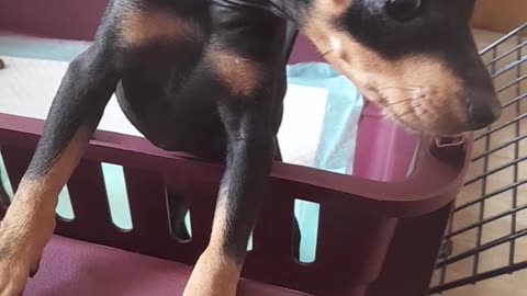 Miniature pinscher puppies | Rottweiler lookalike