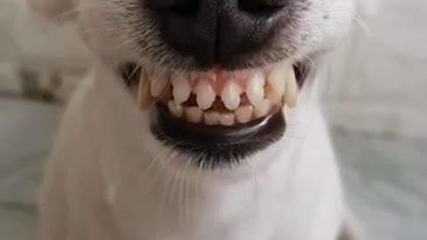 Funny Laughing Dog With Fake Teeth