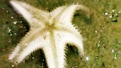 A wonderful starfish on the seashore