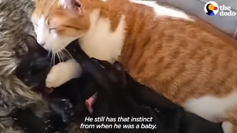 Cat Cares For His New Sister's Kittens After She Gives Birth | The Dodo