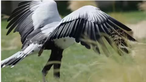 It's Dancing Ballet that Bird faces danger