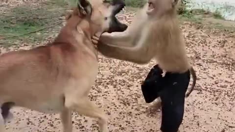 Dog Finds a New Best Friend