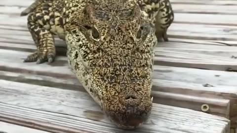 Crocodile dengerous eating video