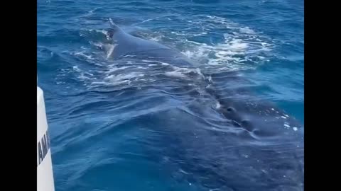 Close encounter with a humpback whale 🐋