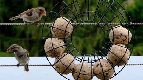 Hungry birds eat how cute 🥰😍💖