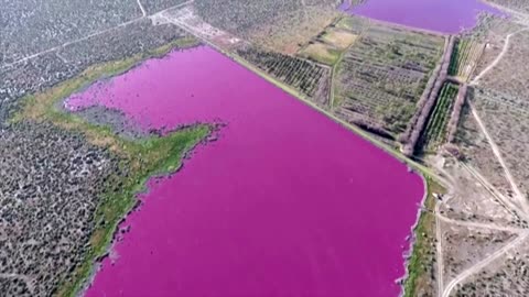 Argentina lagoon turns bright pink due to pollution