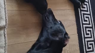 Lazy, noisy dog wrestle!