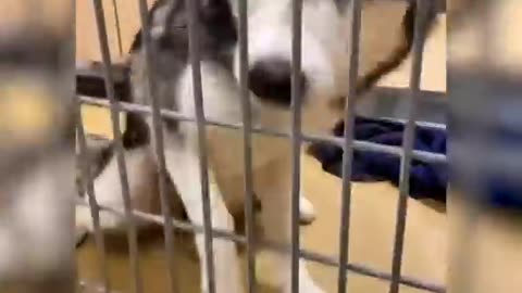 Shelter dogs' reactions to being adopted| cute video | ANIMAL LOVERS