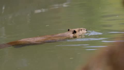 Beaver Rewilding impacts measured by ladla