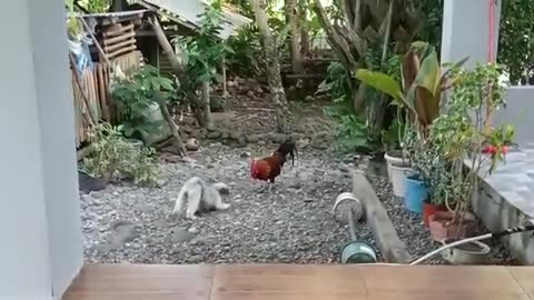 dog and cock fight