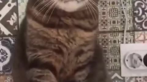 Funny Cute Cats Viral Clips😹😸