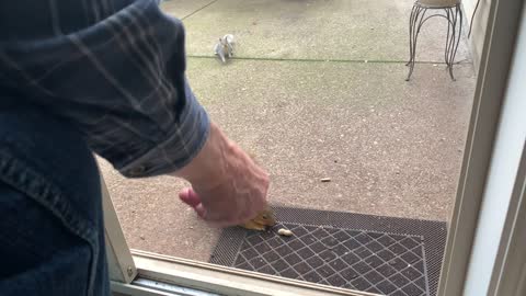 Handfeeding Squirrels || ViralHog