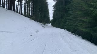 Dark Beautiful Snowy Forest – Potato Hill Sno-Park – Central Oregon – 4K