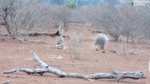 Leopard Attacks Porcupine, Immediately Regrets It