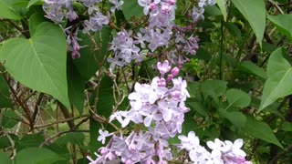 Lilacs