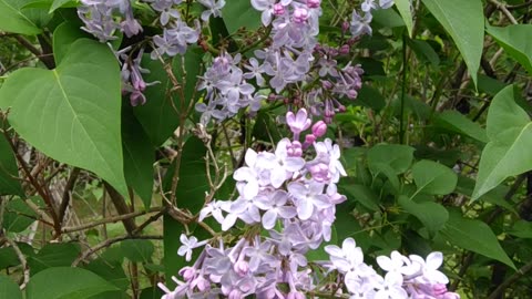 Lilacs