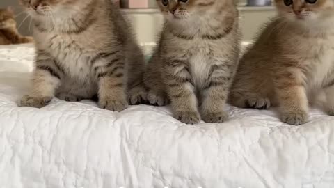 Wednesday kitten’s dance! Wait for it!