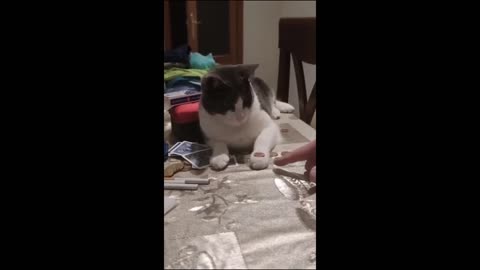 Funny animal videos 2024 - Funny cats/dogs - Funny animals petspro