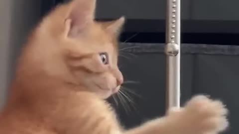 Funny Animal Videos | Animals Videos | Cat Videos