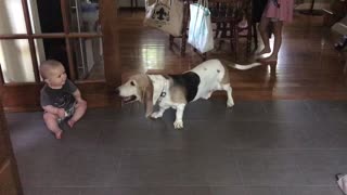 Basset Hound preciously entertains laughing baby