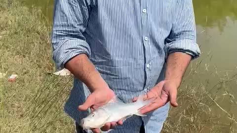 Catla Uder Size Release At Kharian |Young Angling Group| 30/09/23