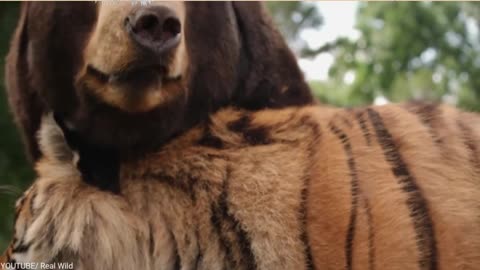 You will not believe this friendship between a Bear, a Tiger and a Lion