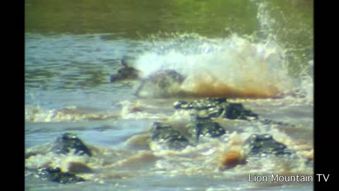 Crocodiles Catch whole herd of migrating Gazelle 🐊☠ CLASSIC WILDLIFE