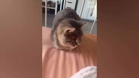 Dragon filters frightens this cat🤣, try not to laugh
