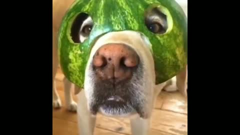 This dog is wearing watermelon and helmet see this video's till end..