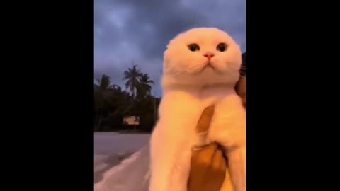 Cute cat enjoying the ride with his family