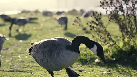 Geese Eating Nature Grass Ducks Ocean Sky Dusk