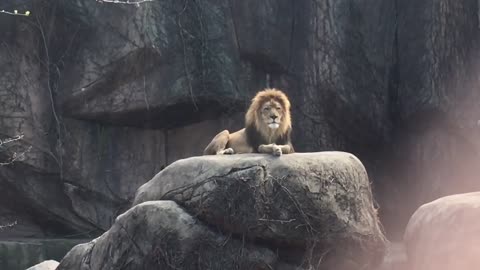 Epic Lion Roar at Lincoln Park Zoo