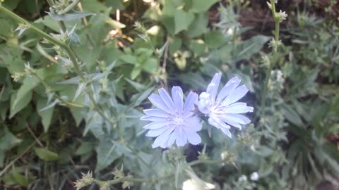 Chicory blossoms